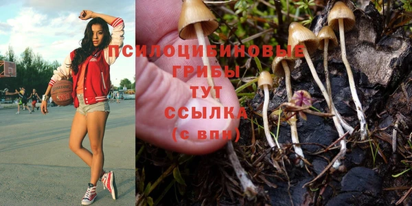 ПСИЛОЦИБИНОВЫЕ ГРИБЫ Алзамай